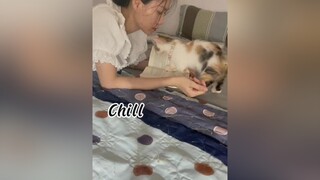 Nay mẹ Con mèo gian ác không chọc cười cả nhà. Cho tui chill xíu mèo cat LiecMatBienHinh NhipDieuChaCha