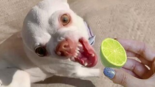 การโจมตีของสุนัขตลก วิดีโอที่ดีที่สุดเกี่ยวกับสุนัข 10