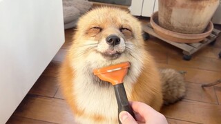 有什么能比削一只暖乎乎的没耳朵的小狐狸更治愈呢