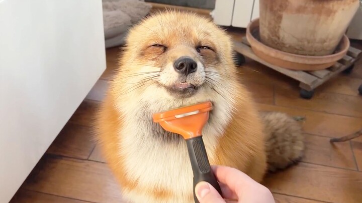 Adakah yang lebih menenangkan daripada mengukir seekor rubah kecil tanpa telinga yang hangat?