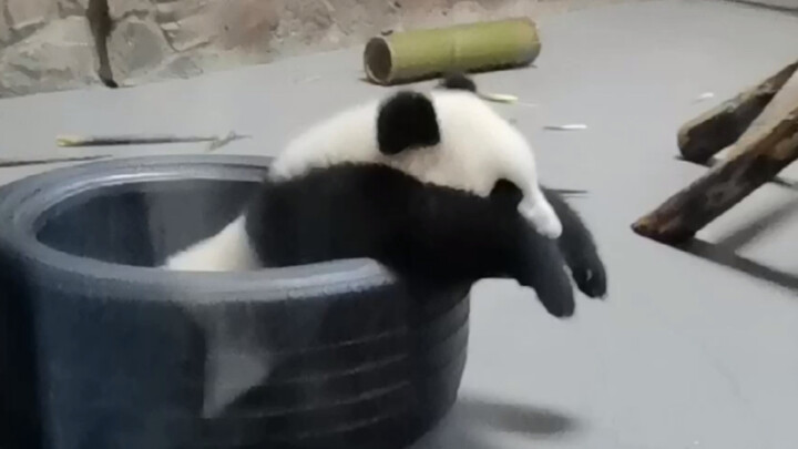Tourist: What kind of animal is this?