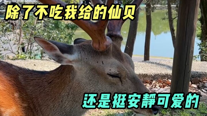 ประสบการณ์สอนเราว่า อย่าแค่มองกวางตอนเดิน! แต่จงระวังก้าวเดินของคุณเสมอ!
