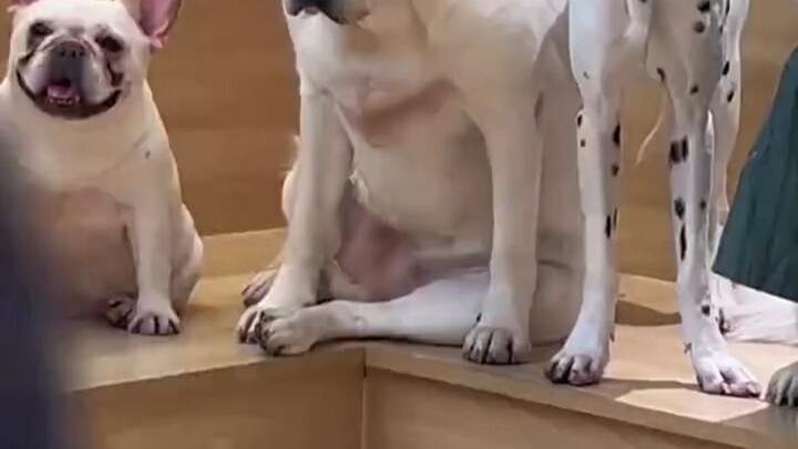 If there’s a budget-friendly alternative to prison, it’s working a job! This pup perfectly captures 