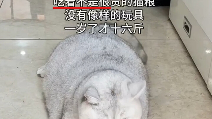 Tình yêu là luôn cảm thấy mình nợ nần, nhưng chiếc xe đầu kéo này thì sao?