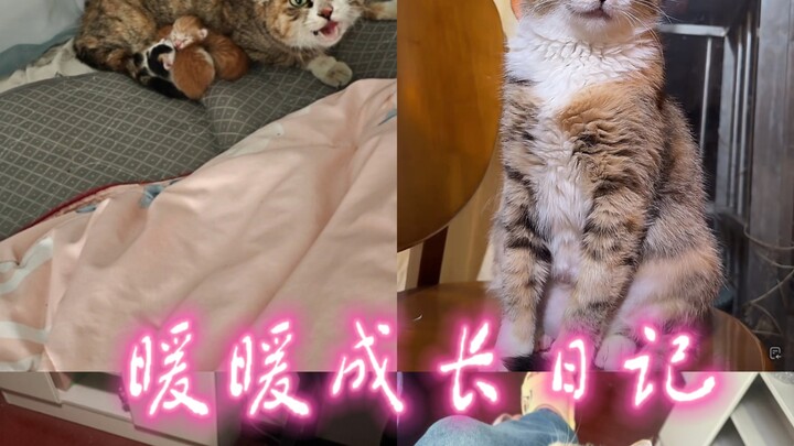 Sebuah jendela yang tak tertutup rapat membiarkan seekor induk kucing jalanan yang penuh kewaspadaan