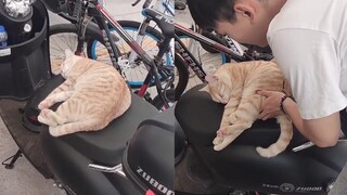男生骑车看到座椅上睡了只猫，开口就叫宝贝，随后举动网友沦陷了