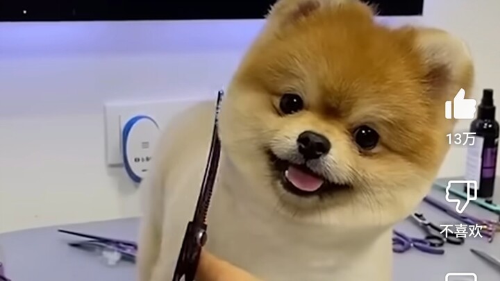 Help! This dog is ridiculously cute after its haircut! The groomer’s magic is undeniable!