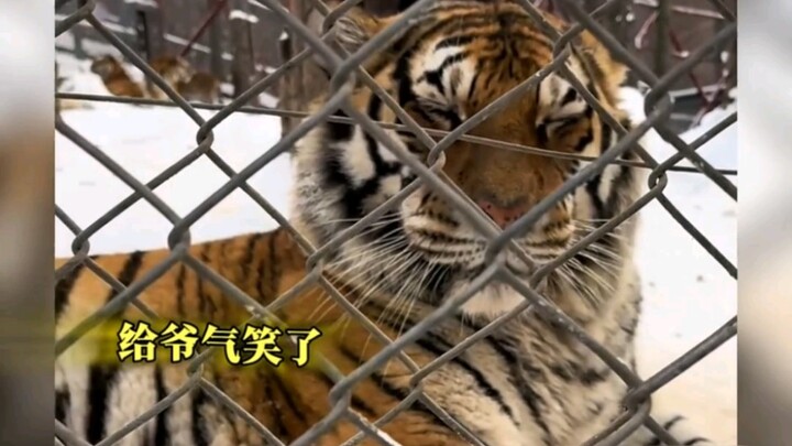 Khoảnh khắc “cạn lời” của động vật: Ghét loài người chẳng biết đâu là giới hạn!