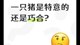 Có phải ý đồ của Efnhuke khi đồng âm với "một con lợn" là có chủ đích không?