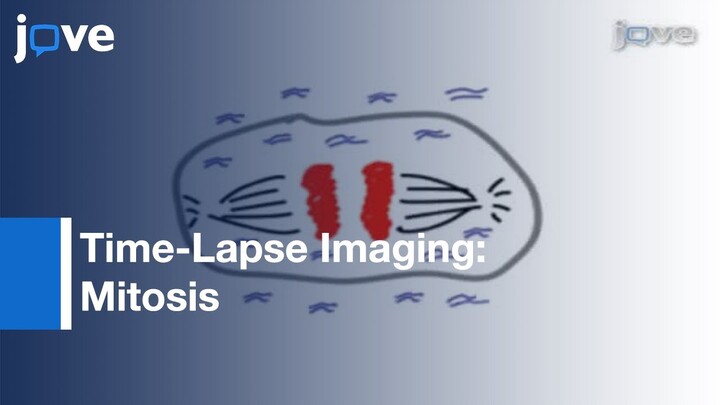 Time-Lapse Imaging Of Mitosis After siRNA Transfection l Protocol Preview