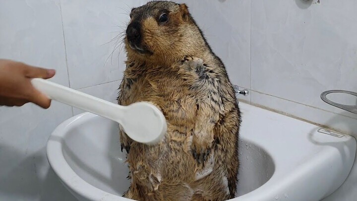 Groundhog's first brush bath