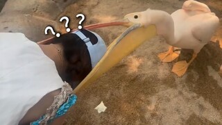 جوائز سلوك الحيوان 212