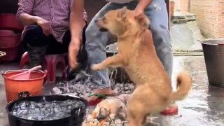 Saran untuk kehidupan anjing: Jangan ikut campur urusan yang sebaiknya tidak kamu urusi!