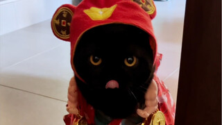 大年初五迎财神喽！这个大黑天财神你“接不接”？姐姐在吗？