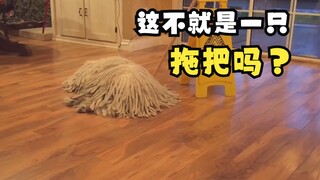 那些长着长毛的动物们！