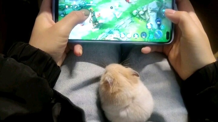 [Động vật]Chuột hamster ở cùng tôi khi tôi chơi game