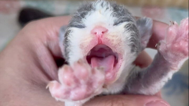 Một đêm về nhà thấy thêm 7 con mèo