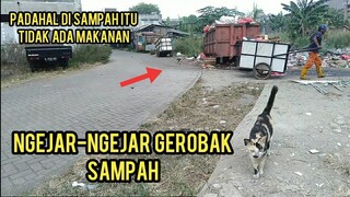 kucing Liar Ini Sangking Laparnya Minta Makan Dan Ngejar-Ngejar Gerobak Sampah Kasihan Banget..!!!