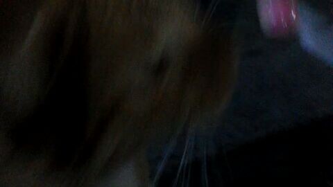 ngakak punya kucing kok makan permen