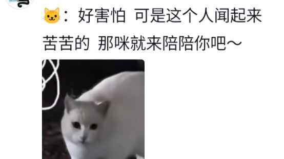 Mèo còn biết con gái khóc thì không được bỏ đi 😭