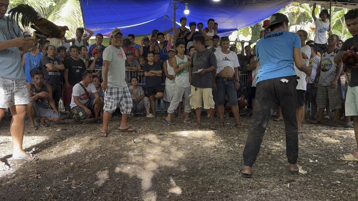 Talo na sana, nanalo pa #sabong