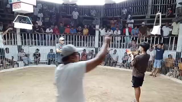 2 hits ulutan 1st fight loss at Gallera De Gubat using Brassback Gray