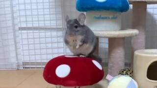 ชินชิล่าที่ใช้สองขาเดินทาง