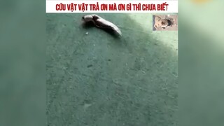 Cứu vật, vật trả cá thúi