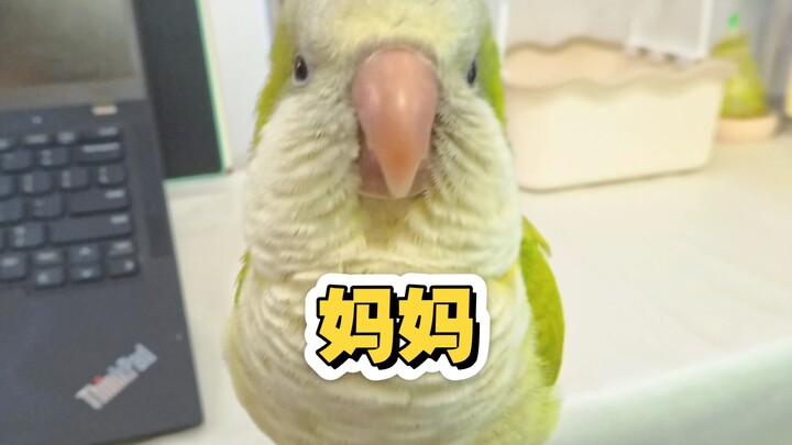 Don’t teach the little bird strange things!