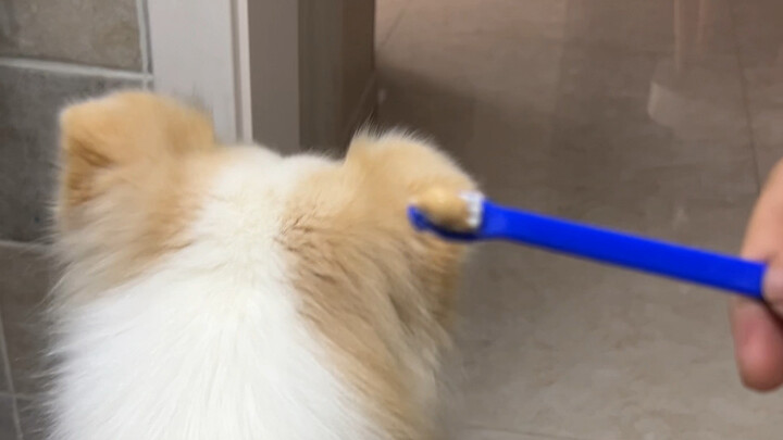 Whenever Bella is asked to do something she doesn’t like, she’ll still follow through, but with a li