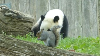 Giant Panda|The Giant Panda and the Squirrel