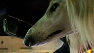 我的狗开启了哨兵模式