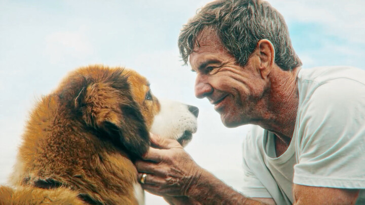 “A single ‘boss dog,’ in return for lifetimes of companionship”