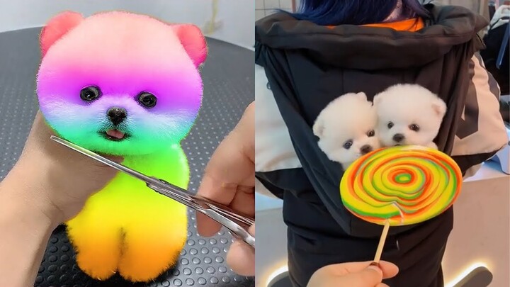 Tik Tok Chó Phốc Sóc - Funny and Cute Mini Pomeranian #6