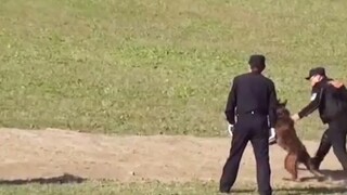 Trivia tentang hewan peliharaan: Apakah anjing polisi tahu bahwa mereka adalah anjing polisi?