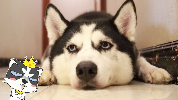 Ternyata ini barulah penggunaan terakhir Husky di selatan