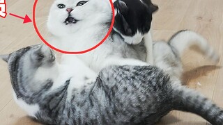 "The Scheming Cat" mendapat skor Douban 8,0. Seberapa licikkah seekor kucing?