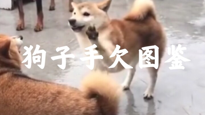 A Compendium of Dogs' Mischievous Moments