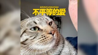 Cinta antara aku dan kucing kecil sama sekali tidak seimbang 💔😭😭