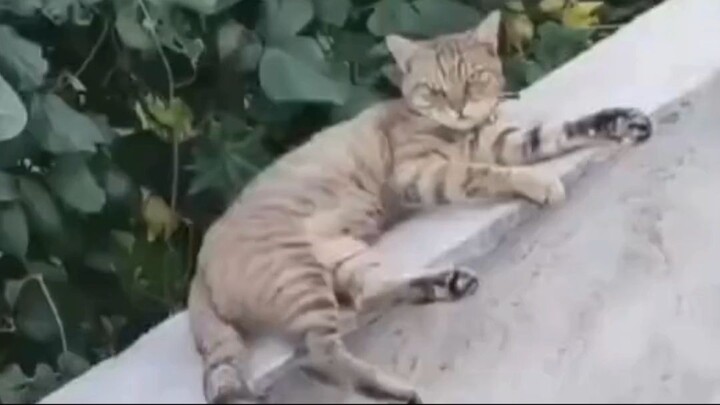Cats - Cute and Funny Cat Videos