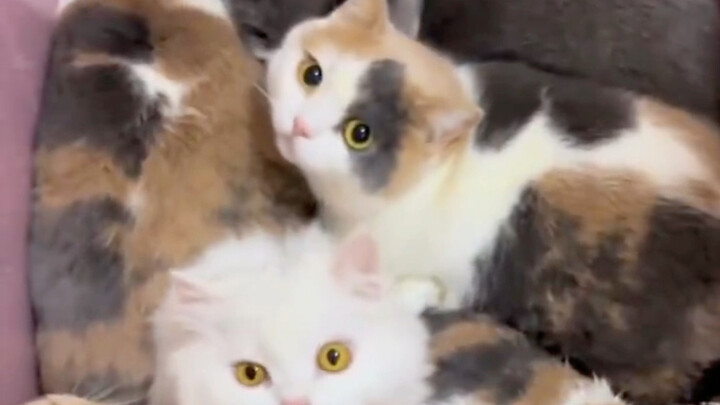 Pemandian Besar untuk Kucing