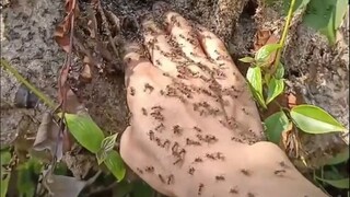 Kiến: Chưa từng gặp người nào tàn nhẫn như vậy!