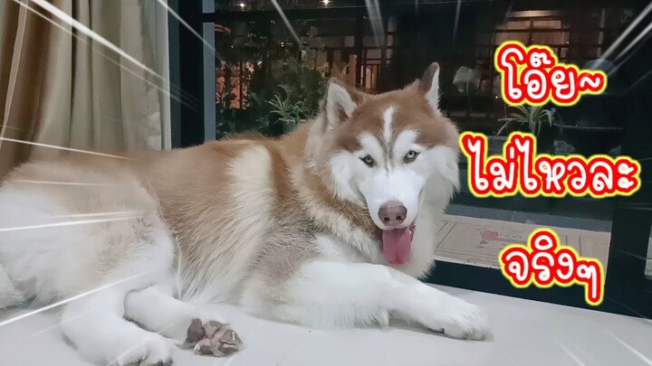 บ่ ได้เป็นหยัง นี่คืออาการปกติ 🤣🤣🤣