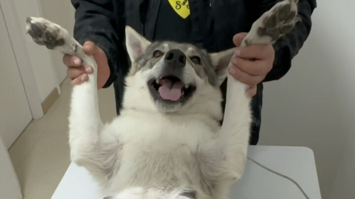 这次基因没问题了吧…