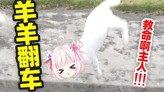 Cừu dù có nghịch ngợm quá cũng sẽ bị lật nhào! ! !