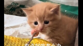 Kitten: Was I too fierce just now?