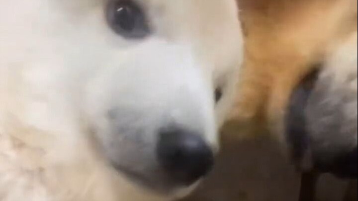 【Gấu Trắng】Bảo thân yêu, ôm hôn em nè!