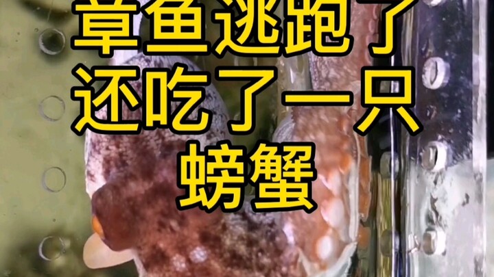 The octopus escaped—and even ate a crab!