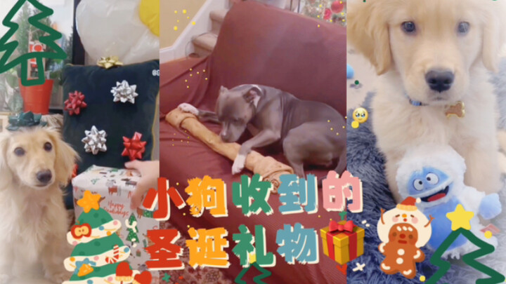 “ลูกสุนัขแสนสุขพบซานตาคลอสใจดี (zhuren)”