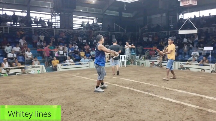 2nd fight 2 hits champion whitey lines